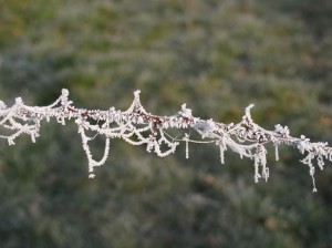 frosty morning  
